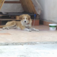 Golden Retriever, Köpek  Boncuk fotoğrafı