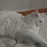 Ankara Kedisi, Kedi  Köpük fotoğrafı