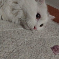 Ankara Kedisi, Kedi  Köpük fotoğrafı