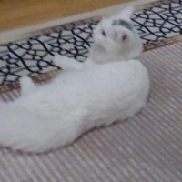 Ankara Kedisi, Kedi  Köpük fotoğrafı