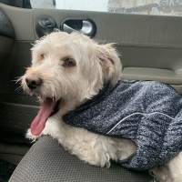 Maltese, Köpek  lucky fotoğrafı
