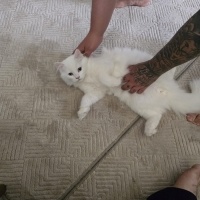 British Longhair, Kedi  Sütlaç fotoğrafı