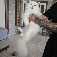 British Longhair, Kedi  Sütlaç fotoğrafı