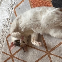 Tekir Kedi, Kedi  Venüs fotoğrafı