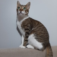 Tekir Kedi, Kedi  Timur fotoğrafı