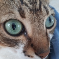 Tekir Kedi, Kedi  Timur fotoğrafı