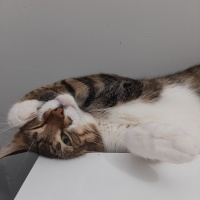 Tekir Kedi, Kedi  Timur fotoğrafı