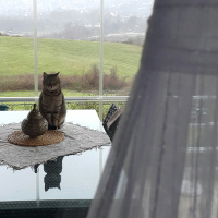 Tekir Kedi, Kedi  Murroo fotoğrafı