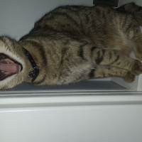 Tekir Kedi, Kedi  Murroo fotoğrafı