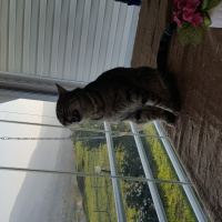 Tekir Kedi, Kedi  Murroo fotoğrafı