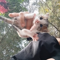 Tekir Kedi, Kedi  Çakıl fotoğrafı