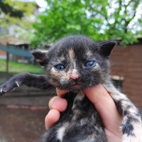 Tekir Kedi, Kedi  Orion fotoğrafı
