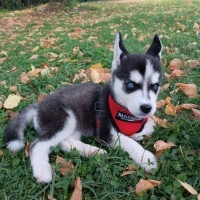 Sibirya Kurdu (Husky), Köpek  LUCY fotoğrafı