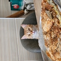 Sarman, Kedi  Mülayim fotoğrafı