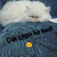 İran Kedisi (Persian), Kedi  Bal fotoğrafı