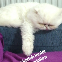 İran Kedisi (Persian), Kedi  Bal fotoğrafı