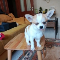 Chihuahua, Köpek  Latte fotoğrafı
