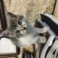 British Shorthair, Kedi  Şanslı fotoğrafı
