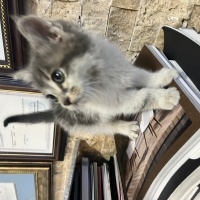 British Shorthair, Kedi  Şanslı fotoğrafı