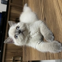 Scottish Fold, Kedi  Lokum fotoğrafı