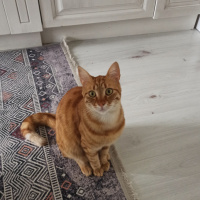 Tekir Kedi, Kedi  diego fotoğrafı