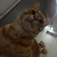 Tekir Kedi, Kedi  diego fotoğrafı