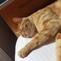 Tekir Kedi, Kedi  diego fotoğrafı