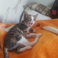 Tekir Kedi, Kedi  Kekik fotoğrafı