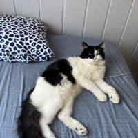 Tekir Kedi, Kedi  Benjamin fotoğrafı