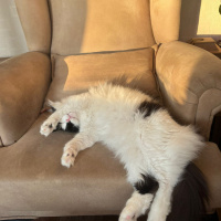 Tekir Kedi, Kedi  Benjamin fotoğrafı