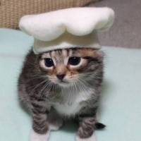 Bengal, Kedi  Gümüş fotoğrafı