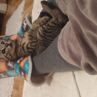 Bengal, Kedi  Gümüş fotoğrafı