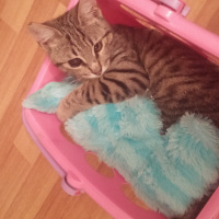 Bengal, Kedi  Gümüş fotoğrafı