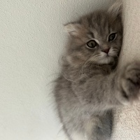 British Longhair, Kedi  Mia fotoğrafı