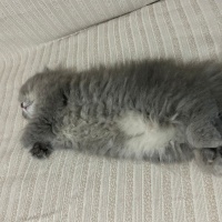 British Longhair, Kedi  Mia fotoğrafı