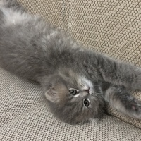 British Longhair, Kedi  Mia fotoğrafı