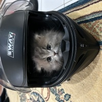 British Longhair, Kedi  Mia fotoğrafı