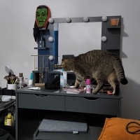 Scottish Fold, Kedi  Appa fotoğrafı