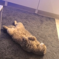 Scottish Fold, Kedi  Appa fotoğrafı