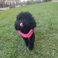 Poodle (Minyatür Kaniş), Köpek  Maya fotoğrafı