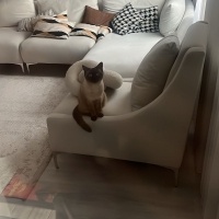 Siyam Kedisi, Kedi  Latte fotoğrafı
