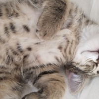 Tekir Kedi, Kedi  Kaju fotoğrafı