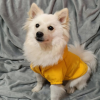 Pomeranyalı, Köpek  pera fotoğrafı