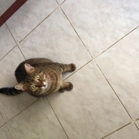 Tekir Kedi, Kedi  Fıstık fotoğrafı