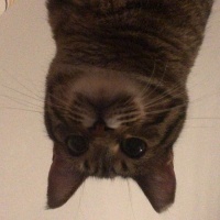 Tekir Kedi, Kedi  Fıstık fotoğrafı