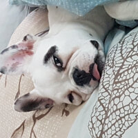 Fransız Bulldog, Köpek  DAISY fotoğrafı