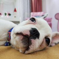 Fransız Bulldog, Köpek  DAISY fotoğrafı