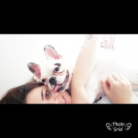 Fransız Bulldog, Köpek  DAISY fotoğrafı