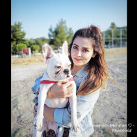 Fransız Bulldog, Köpek  DAISY fotoğrafı