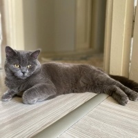 British Shorthair, Kedi  Sosis fotoğrafı